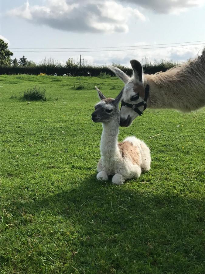 The Beautiful Lazy Llama Shepherd Hut Farm Stay Балишанън Екстериор снимка