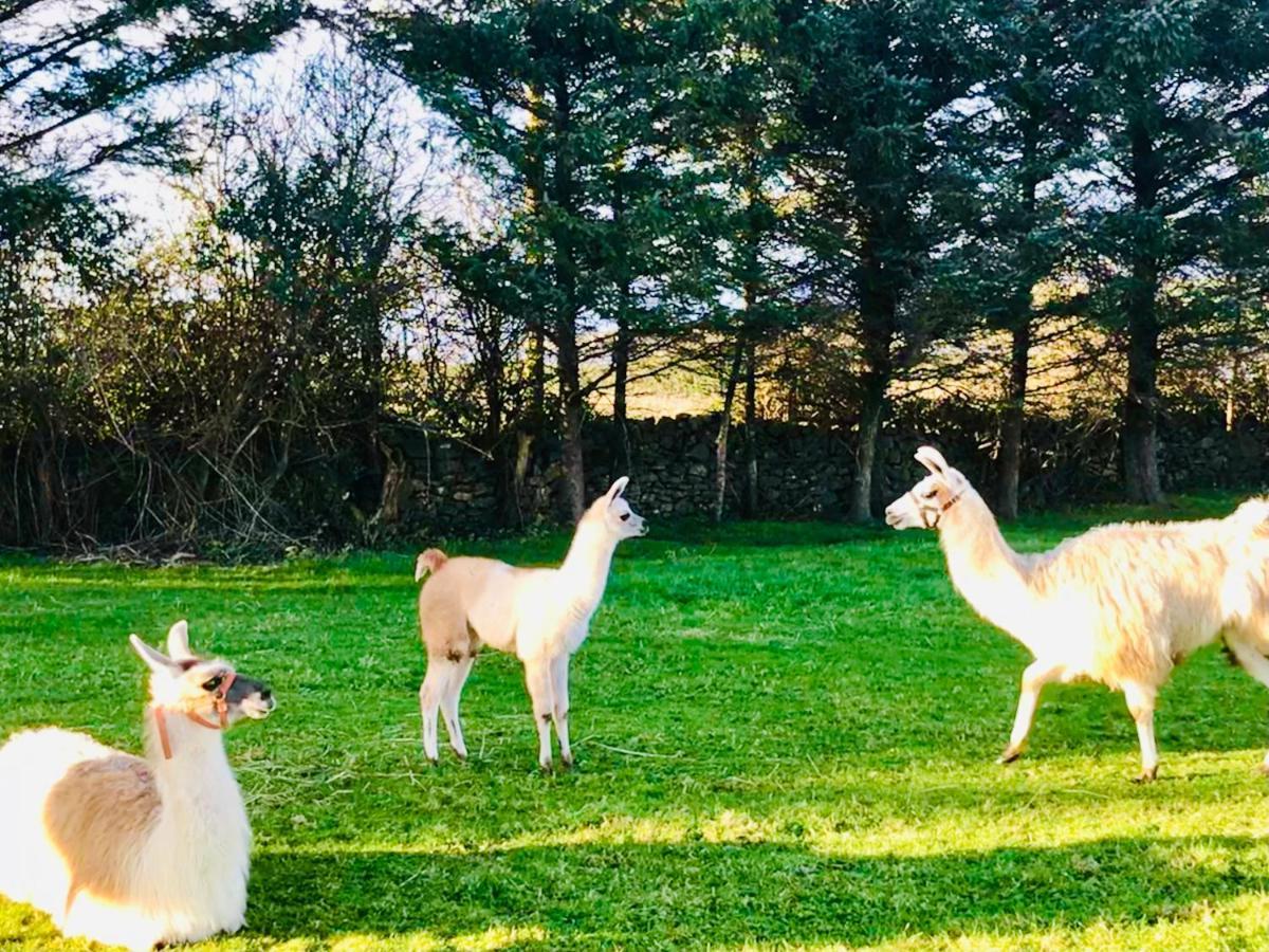 The Beautiful Lazy Llama Shepherd Hut Farm Stay Балишанън Екстериор снимка