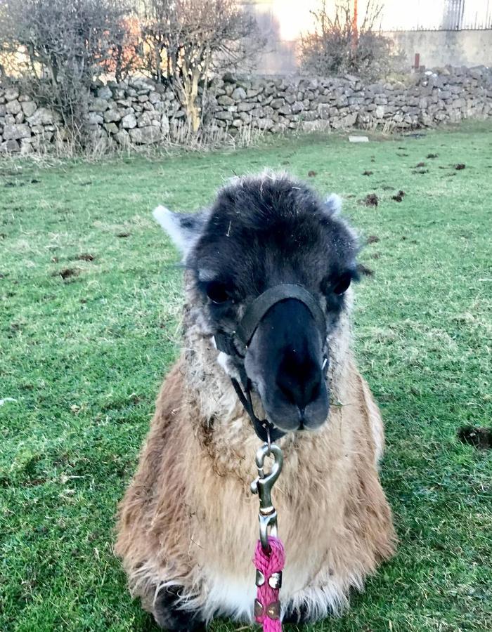 The Beautiful Lazy Llama Shepherd Hut Farm Stay Балишанън Екстериор снимка